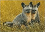 (image for) Bat Eared Foxes